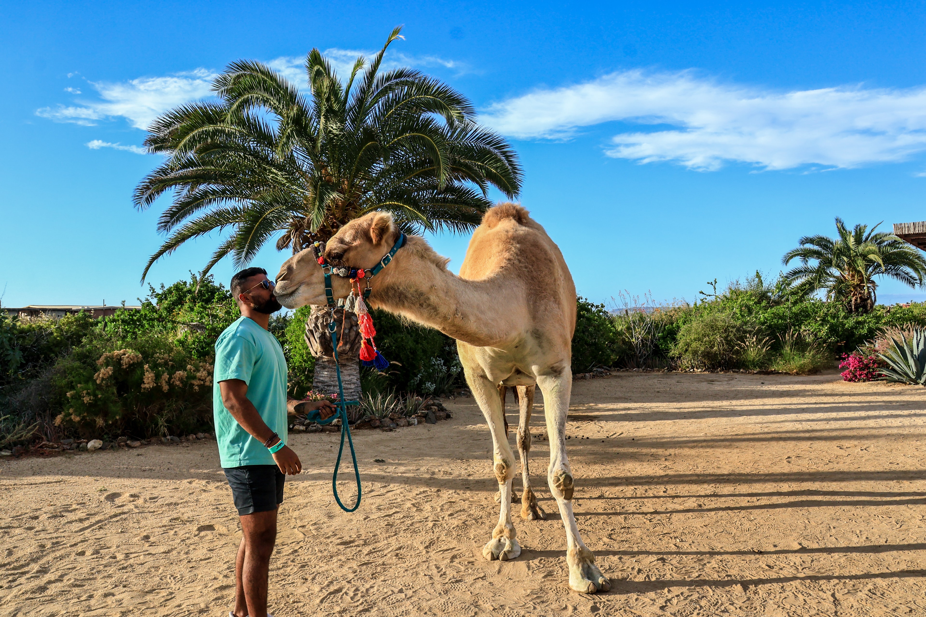 Pranav Saravanan meeting a camel in a sunny palm-lined setting